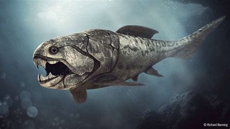 armored fish|Placoderm .